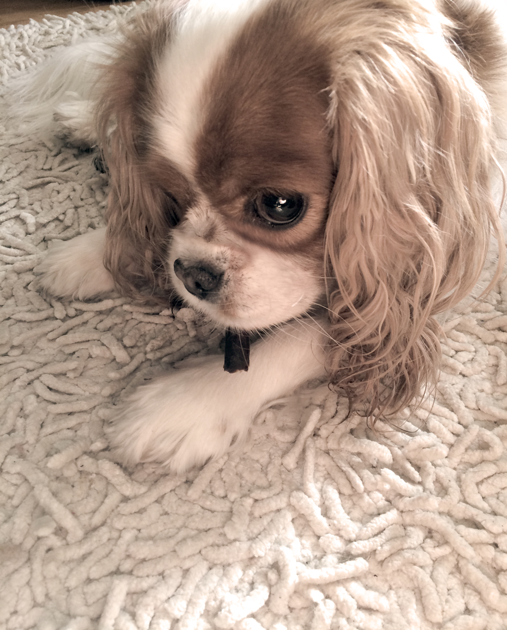 blondie matted rug